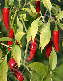 Capsicum annuum 'Kung Pao'